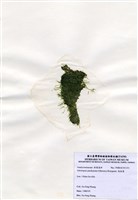 藏品(指枝藻)的圖片